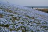 20070415_hitachikaihinkoen_015_7